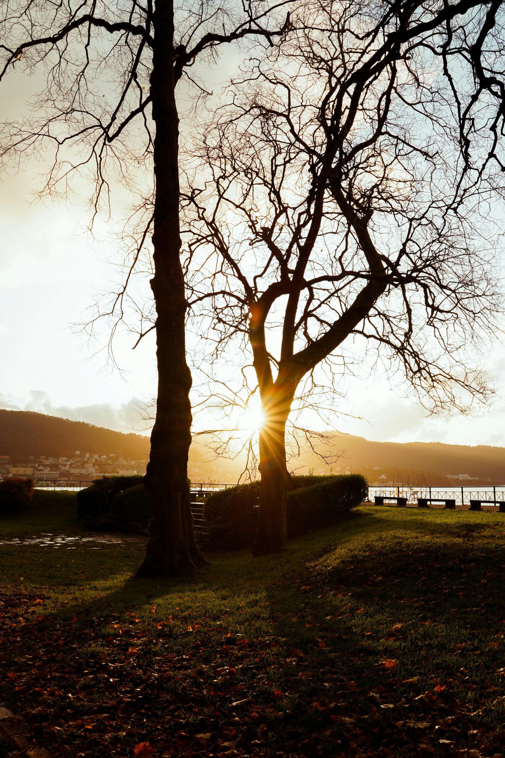 pexels-maksim-romashkin-31539244 Narutbild av två träd, som symbol för att du inte är ensam, det finns stöd och hjälp att få.